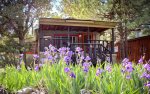 We hope you are lucky enough to see our spring show of irises. 